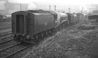 The corridor tender of 60004 <I>William Whitelaw</I> brings up the rear of a locomotive lineup at Heaton shed, thought to have been photographed around 1960. The A4 spent most of its BR years at Haymarket, but ended its days at Aberdeen's Ferryhill shed, from where it was finally withdrawn in July 1966.<br><br>[K A Gray //1960]