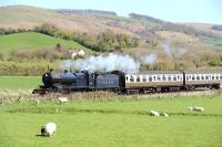 Ex-Somerset & Dorset Railway 2-8-0 no 88 startles the spring lambs in a field near Williton on 13 April 2014 with a train heading west towards Minehead.<br><br>[Peter Todd 13/04/2014]