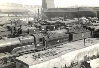 A general view over the crowded shed yard at Eastfield on 4 July 1955. Nearest the camera stands resident D11 4-4-0 no 62675 <i>Colonel Gardiner</I>.<br><br>[G H Robin collection by courtesy of the Mitchell Library, Glasgow 04/07/1955]