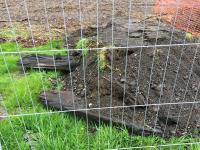 Timber sleepers in  diggings from recently excavated sub-soil test pits on the track bed of the lines to Port Dundas Basin West of Townhead. This area is undergoing major decontamination works.<br><br>[Martin MacGuire 18/05/2016]
